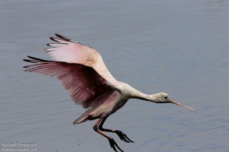 Roseate Spoonbilladult