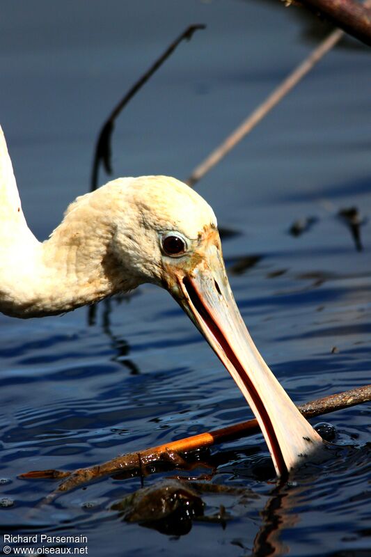 Roseate Spoonbilladult