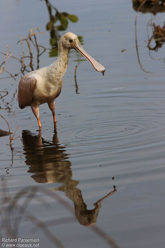 Roseate Spoonbilladult