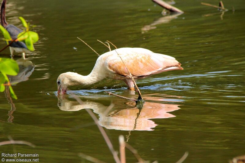 Roseate Spoonbilladult