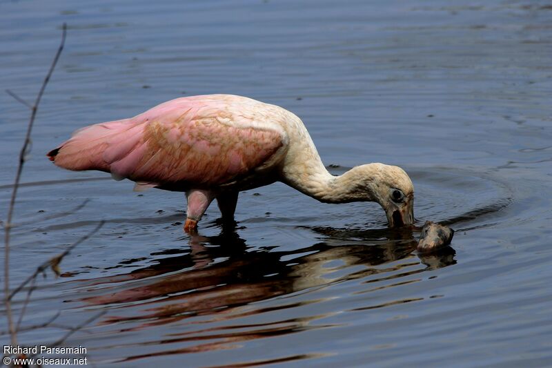 Roseate Spoonbilladult