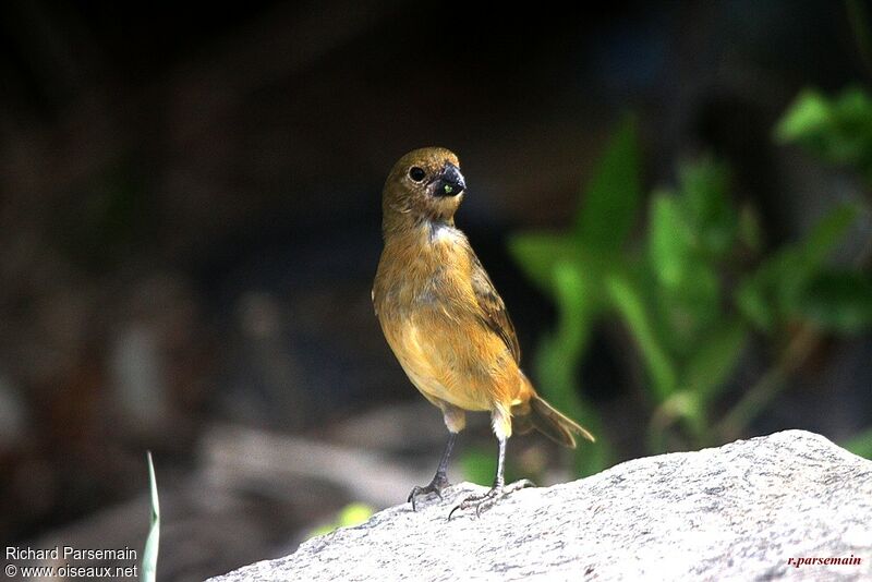 Wing-barred Seedeater female adult