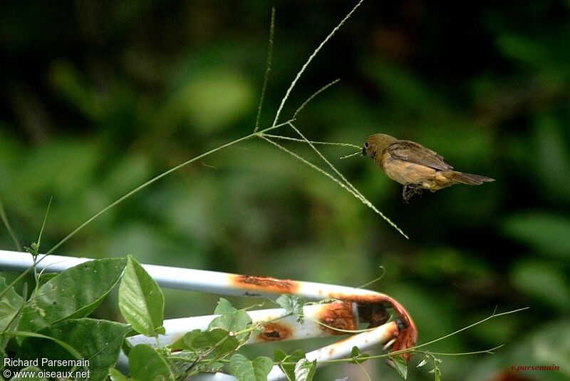 Wing-barred Seedeater female adult