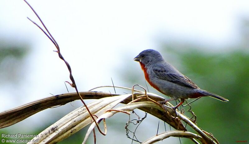 Sporophile à ventre châtain mâle adulte, identification