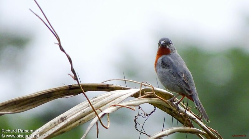 Chestnut-bellied Seedeater