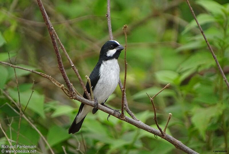 Lined Seedeater male