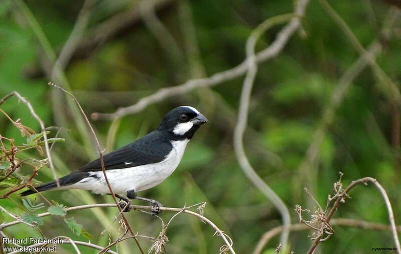 Lined Seedeater male adult, identification