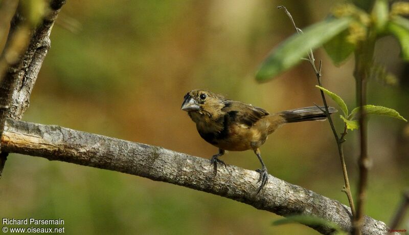 Chestnut-bellied Seed Finchadult, moulting