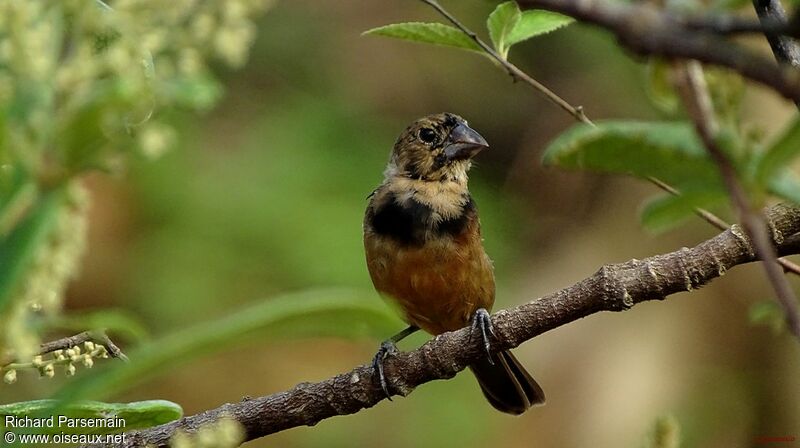 Chestnut-bellied Seed Finch