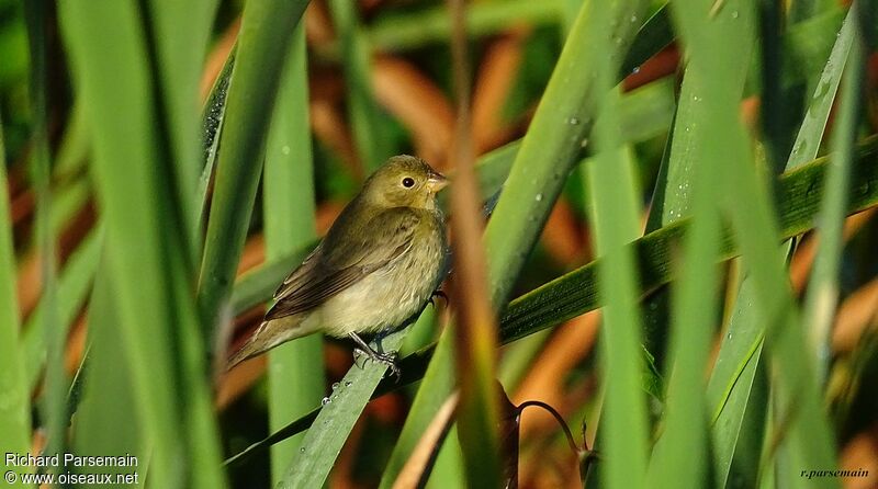 Lesson's Seedeater female adult