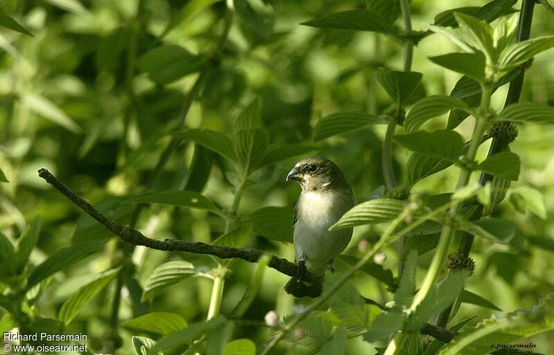 Plumbeous Seedeater male adult