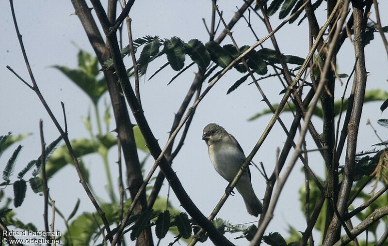 Plumbeous Seedeateradult