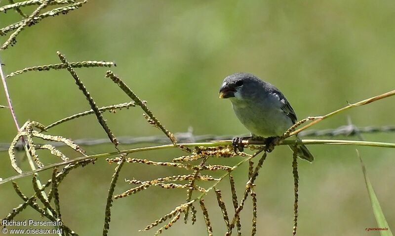 Plumbeous Seedeateradult