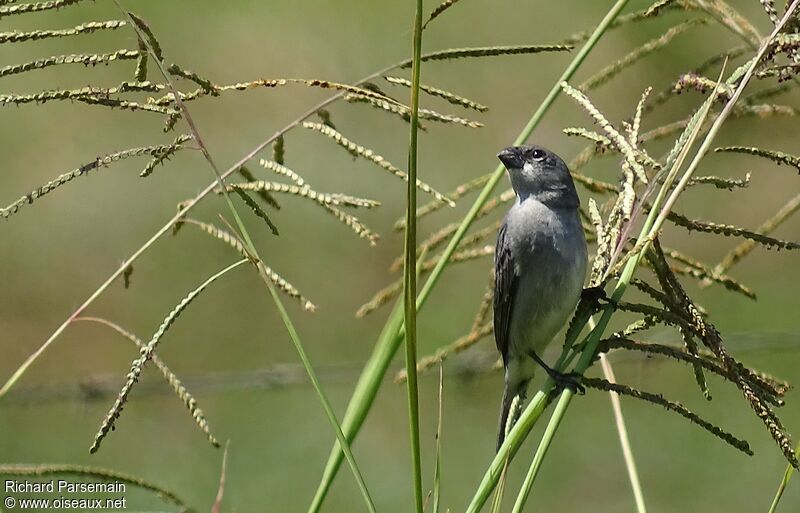 Plumbeous Seedeateradult, eats