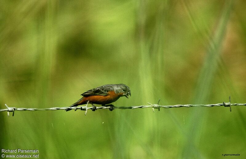 Ruddy-breasted Seedeateradult