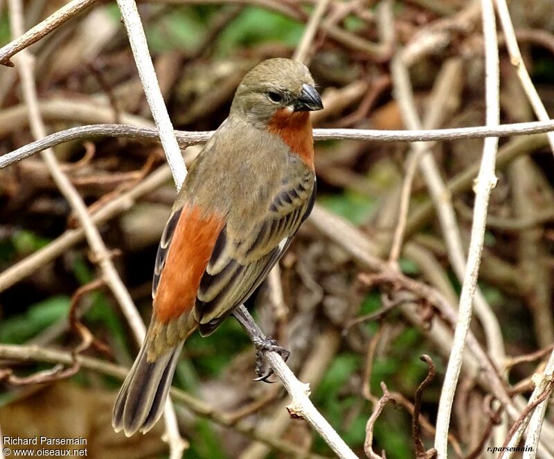 Ruddy-breasted Seedeater male adult