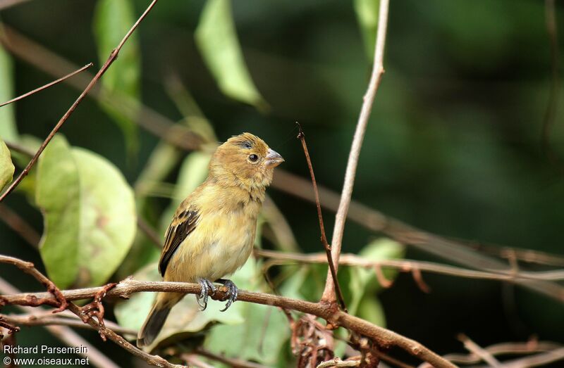 Ruddy-breasted Seedeater female adult