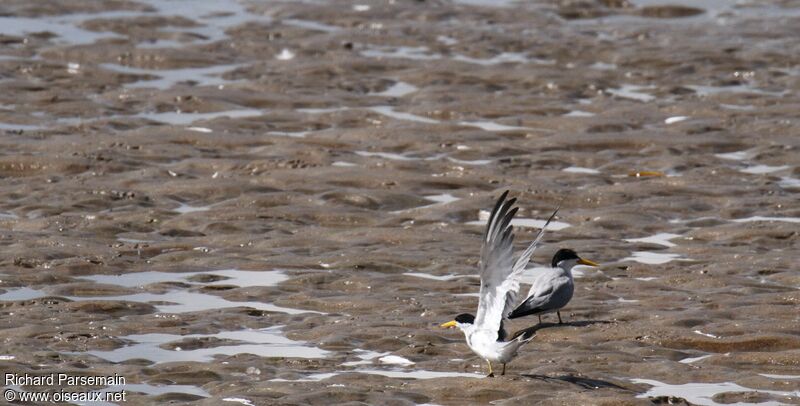 Yellow-billed Ternadult