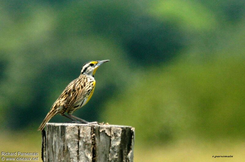 Eastern Meadowlarkadult