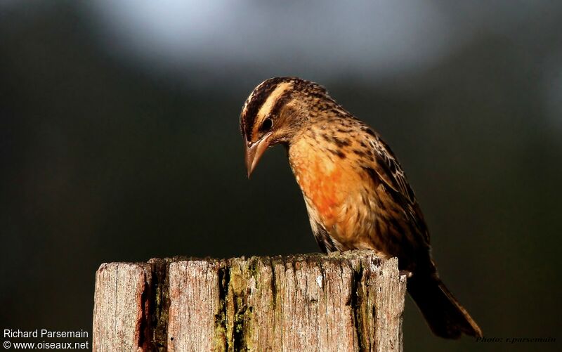 Red-breasted Meadowlark female adult