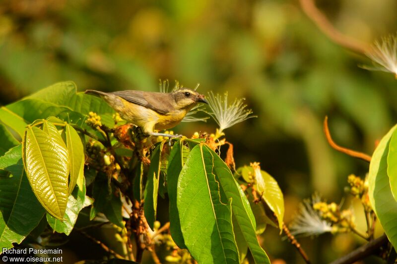 Bananaquitadult