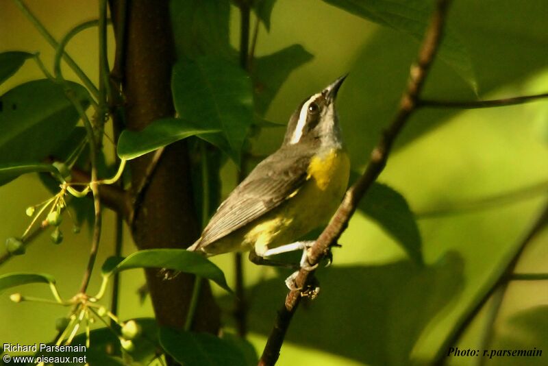 Bananaquitadult