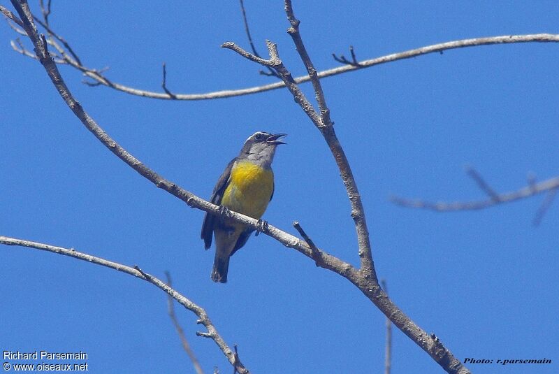 Bananaquitadult