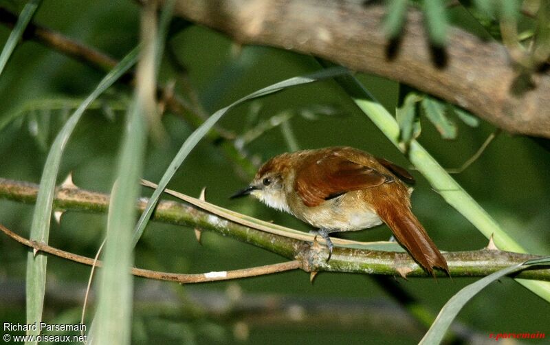 Yellow-chinned Spinetailadult