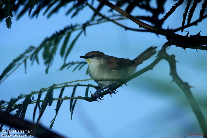 Yellow-chinned Spinetailadult