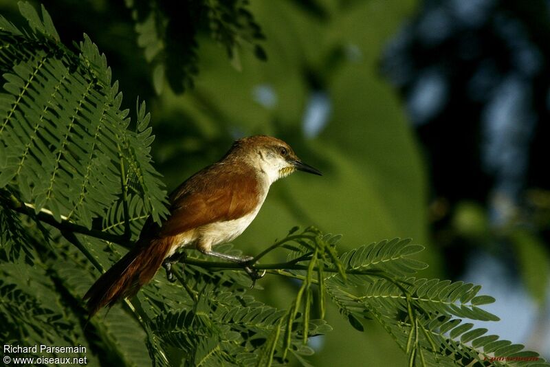 Yellow-chinned Spinetailadult