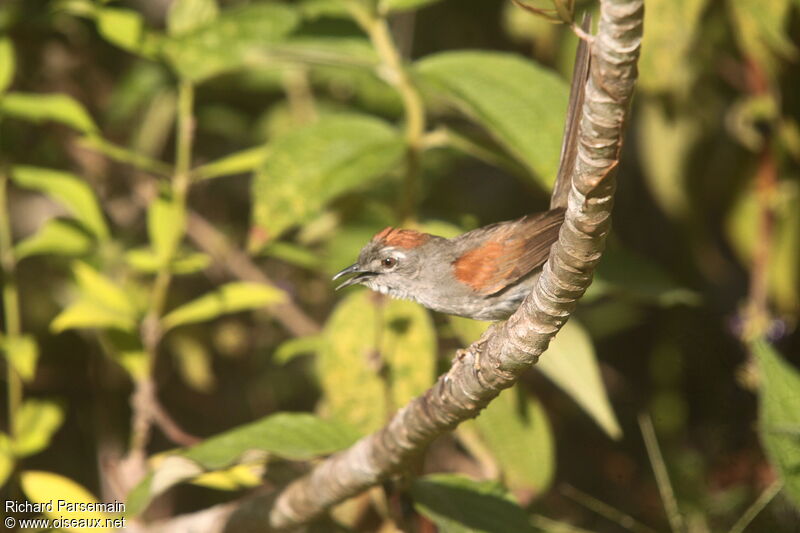 Pale-breasted Spinetailadult, song