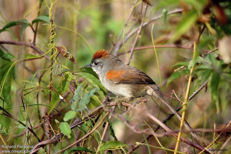 Pale-breasted Spinetailadult, identification