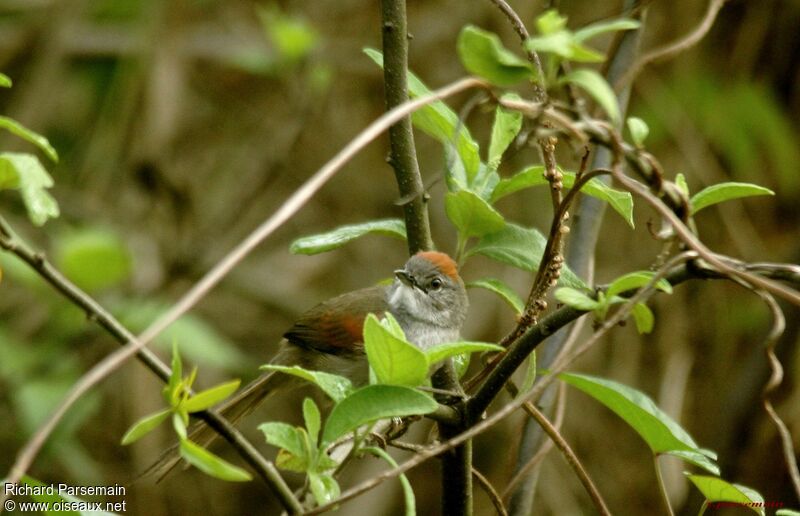 Pale-breasted Spinetail