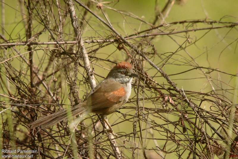 Pale-breasted Spinetailadult, identification