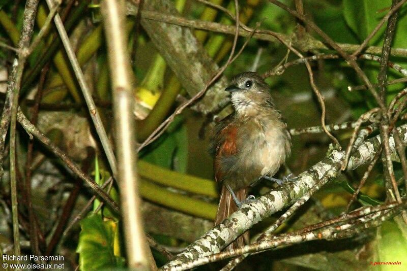 Plain-crowned Spinetailadult