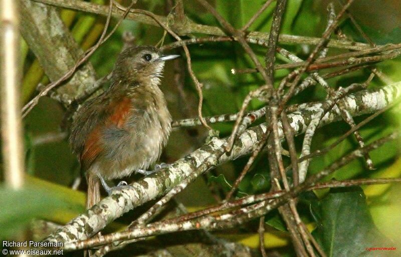 Plain-crowned Spinetailadult