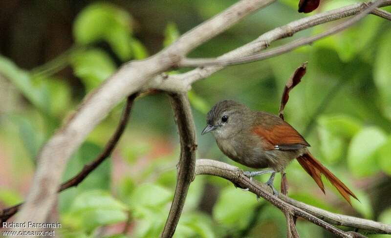 Plain-crowned Spinetailadult, identification