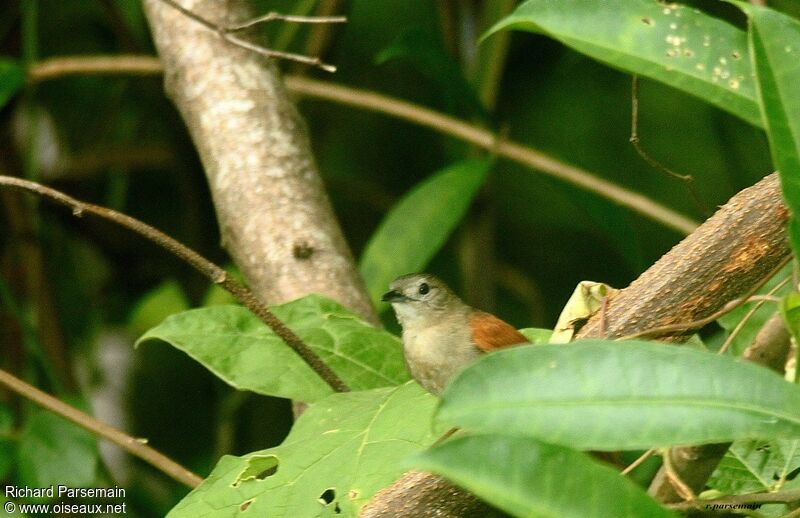 Plain-crowned Spinetail