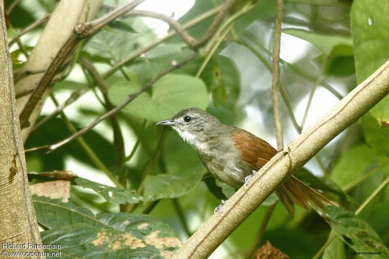 Plain-crowned Spinetailadult