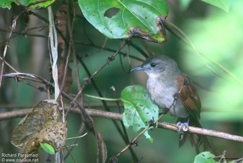 Plain-crowned Spinetailadult