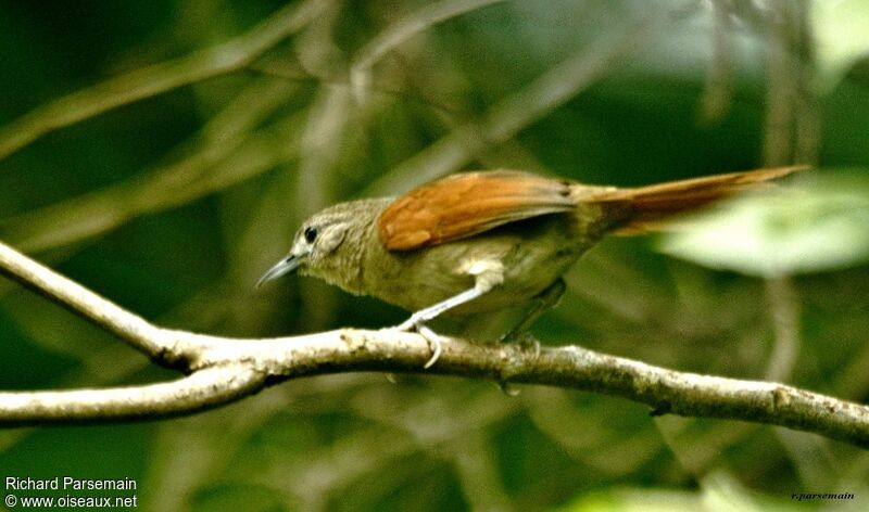 Plain-crowned Spinetailadult