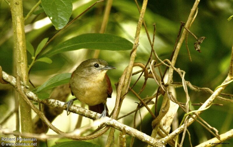 Plain-crowned Spinetailadult