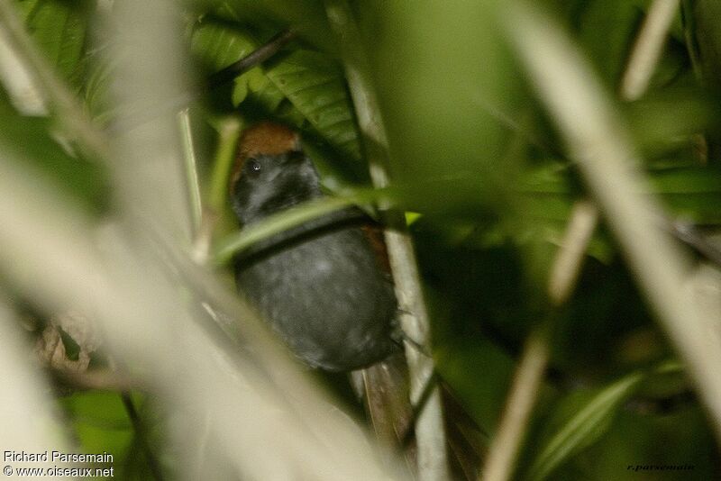 McConnell's Spinetailadult