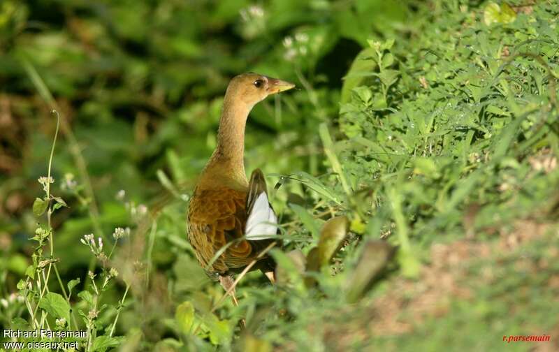 Purple Gallinulejuvenile, pigmentation