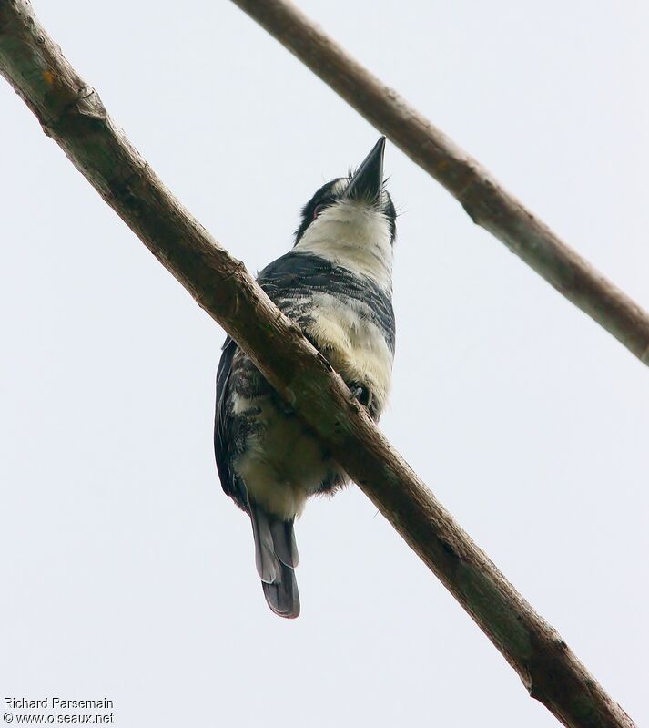 Guianan Puffbirdadult