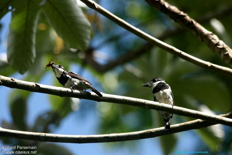 Pied Puffbirdadult