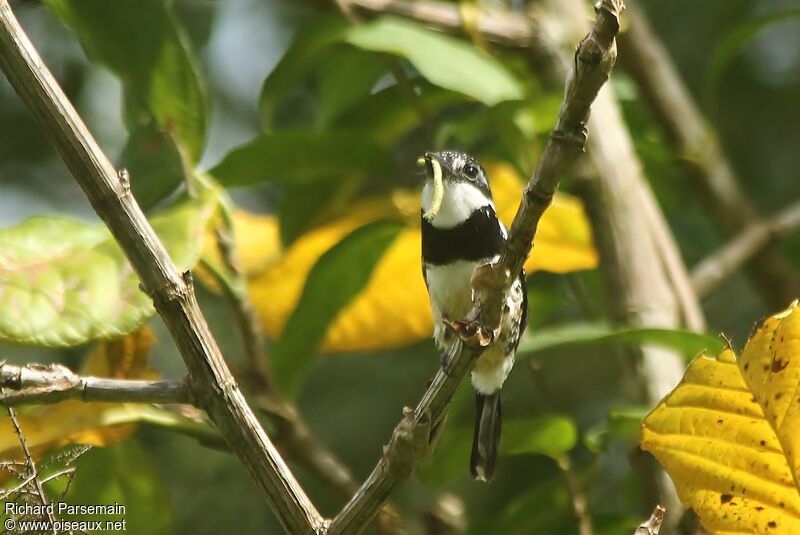 Pied Puffbirdadult