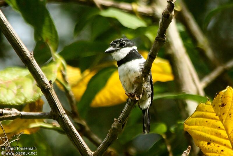 Pied Puffbirdadult