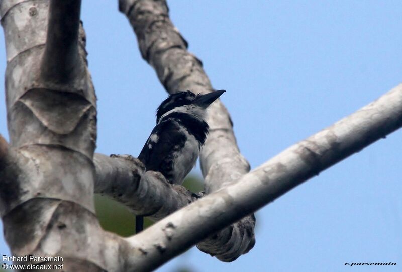 Pied Puffbirdadult