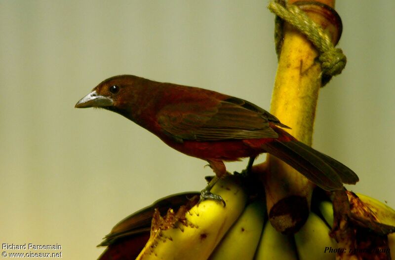 Silver-beaked Tanager male juvenile